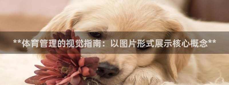必一体育电子app：**体育管理的视觉指南：以图片形式展示核